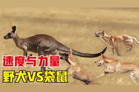 速度与力量：野犬VS袋鼠，荒野狩猎的生死较量！视频封面