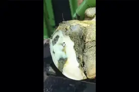 修牛蹄-爆浆了@头条搞笑 @恶搞视频