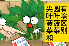 尖叶菠菜和圆叶菠菜有啥区别?视频封面