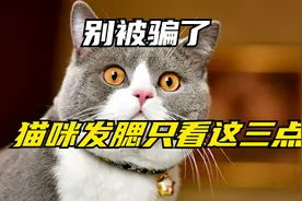别被骗了，猫咪发腮只看这三点！