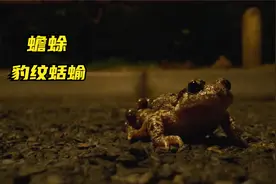 爱笑的赖克宝运气都不会太差