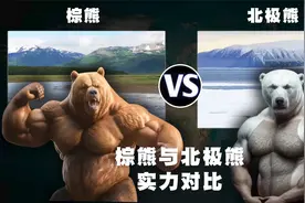 棕熊和北极熊实力对比，谁才是熊中之王