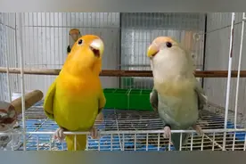 两只牡丹鹦鹉叫声与众不同，是在交流感情吗