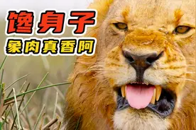 7头母狮猎杀20头大象，就喜欢大象这一口，堪称美食版动物世界视频封面