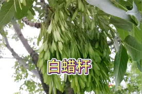 白蜡树，“少林棍”