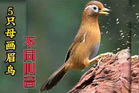 5只母画眉鸟不同叫声，无任何杂音，建议收藏！