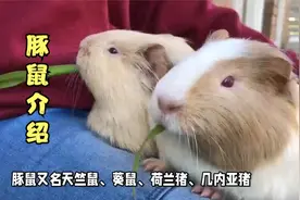 萌宠豚鼠荷兰猪天竺鼠的介绍