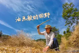 太阳越大，棍棒越猛！原始油菜收割体验，不来试试？