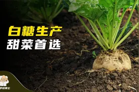世界30%的白糖生产来自甜菜，你知道他们是如何加工的吗？视频封面