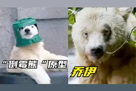 倒霉熊，白化棕熊乔伊两度被错送北极，原来是谣言！视频封面