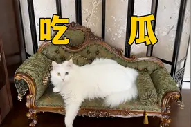 家人们，吃瓜了吃瓜了！视频封面