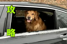 带狗回家过年，攻略！