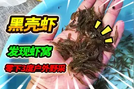 为了圆粉丝黑壳虾自由的梦想，零下3度野外捕捞，发现黑壳虾老巢