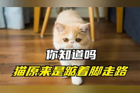 原来猫咪平时都是踮起脚走路，你见过猫咪用脚掌走路吗，哈哈哈