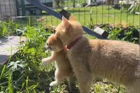 猫妈带着奶猫搬家，叼着叼着掉了！网友：叼不完根本叼不完