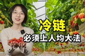 冬天吃上一口草莓就满足了？中国冷链必须更卷！视频封面