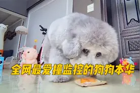 千万别在家安装监控！否则你会看到小泰迪天天撞摄像头！到底为何