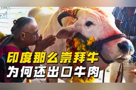 印度那么崇拜牛，为啥还是世界前三大牛肉出口国？视频封面