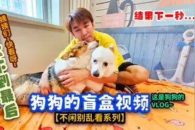 柯基串串有尾巴的柯基白面柯基北京家庭式猫狗宠物寄养狗狗故事