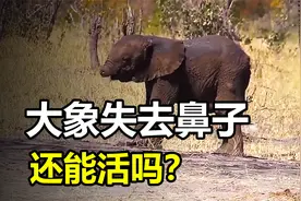 大象失去鼻子还能活吗？大象的鼻子究竟有多重要？视频封面