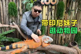 带印尼妹子逛动物园，各种毒蛇蜥蜴看的我起鸡皮疙瘩，长见识了！