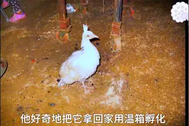 大叔回农村养鸡,竟然在鸡棚孵化出一只白孔雀,从此好运不断！