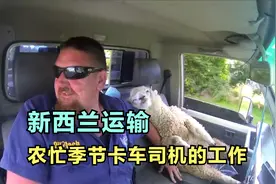 油罐车司机兼职开车运牲畜，新西兰卡车司机的工作，纪录片