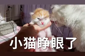 小奶猫出生第六天就睁眼了，但只睁了一只