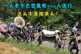 一头老牛去世竟有500人送行，这头牛何来头？为何如此受人尊敬？视频封面