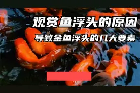 金鱼频繁上浮水面：揭秘其背后的秘密原因
