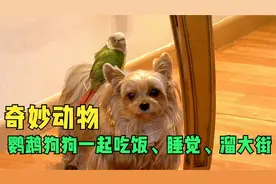 奇妙的动物，狗狗和鹦鹉一起吃饭、睡觉，每天还驮着鹦鹉溜大街！