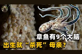 长着9个大脑的章鱼，是海里的高智商动物，为何会自杀式育儿？视频封面