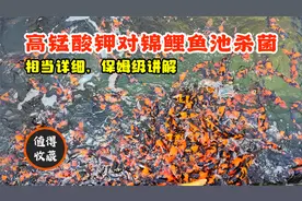 锦鲤鱼池使用高锰酸钾杀菌的方法，保姆级详细讲解，值得收藏！视频封面