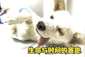 四只小奶狗和受伤狗妈妈的救助后续，这是一场时间和生命的赛跑视频封面