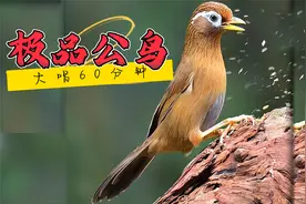 公画眉鸟叫声，大唱不止，60分钟值得欣赏！