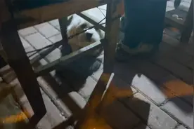 终于知道这只小狗叫掰子（瘸子的意思），主人说它狗仗人势