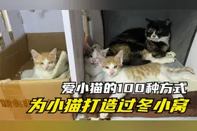 爱小猫的100种方式 为小猫打造过冬小窝