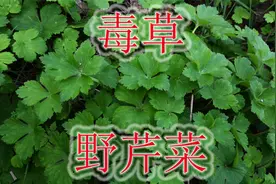 毒草“毛茛”与草乌相似，植物别称“野芹菜”，挖野菜请注意！视频封面