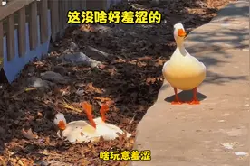 鸭子：我啥都没做，为啥要不好意思视频封面
