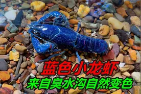到底是什么原因，导致臭水沟里的小龙虾，出现这么多变色的