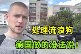 该怎么处理流浪狗？在德国市中心逛一圈，这方面做的还真有一套！视频封面
