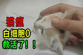 猫瘟：白细胞0的小奶猫，居然被我救活了视频封面