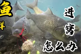 春夏两季改如何钓鲫鱼水面泡泡狂冒但是没有鱼咬钩到底是什么原因