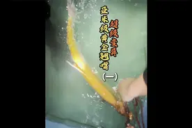 湖北汉江惊现超级稀有变异亚米级黄金翘嘴，来回上千公里即刻出发视频封面