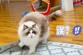 原来16斤的布偶猫和缅因争宠时，也能像阵风一样奔跑！