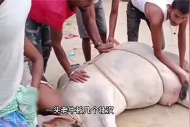 40岁老牛为主人耕种一生，主人500万韩元卖掉时，它当场落泪#牛