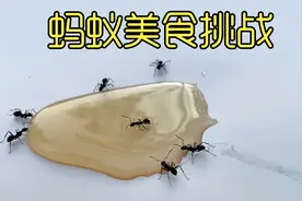 沉浸式喂蚂蚁，给蚂蚁喂各种食物，最后哪种会是蚂蚁最喜欢的呢？