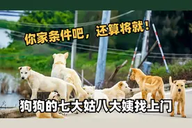 小姐姐好心收养流浪狗，不料几天后傻眼了，狗狗的亲戚全跑来了！视频封面