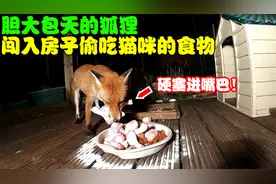 野生狐狸闯入房子偷吃猫咪的食物，两只猫咪发现后反应让人意外！视频封面