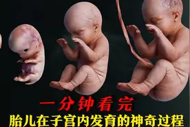 一分钟看完胎儿发育的全过程